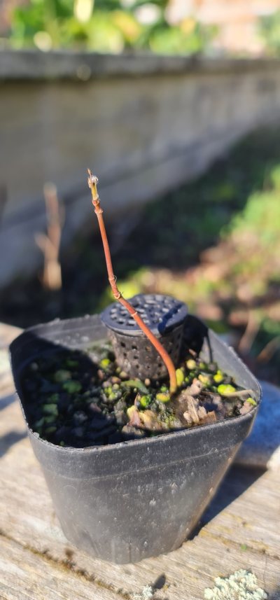 Maple