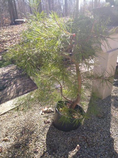 Virginia Pine, Split Trunk Yamadory