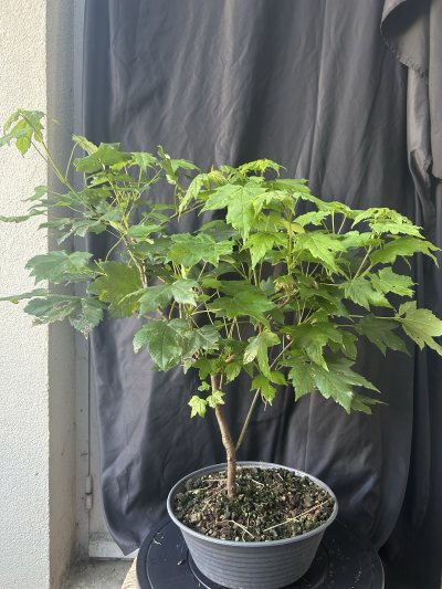 Érable champêtre