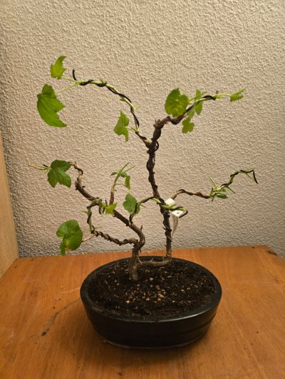 Johannisbeere Schwarz 001