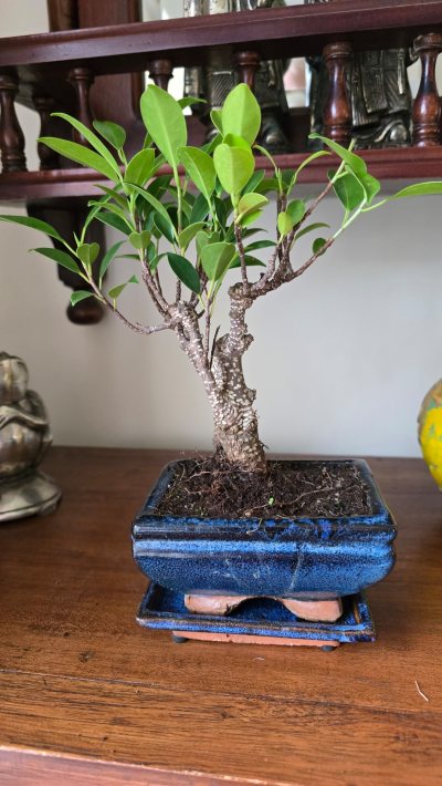 Ficus
