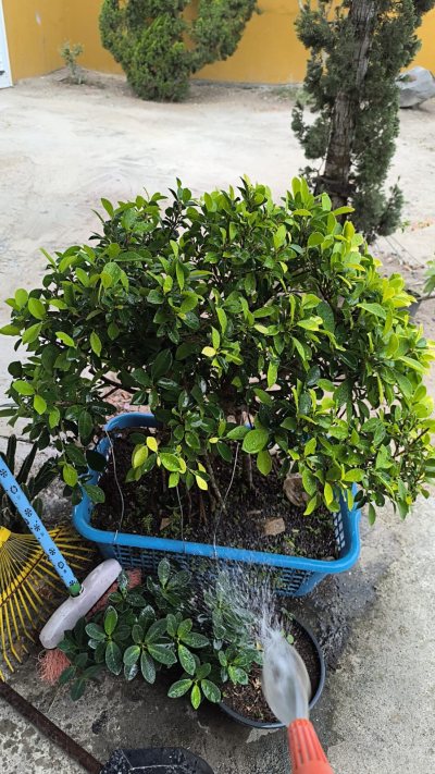 ficus Jefferson nov 2025