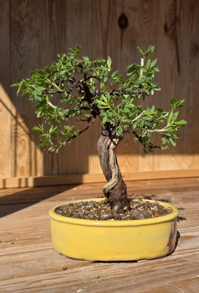 Potentilla