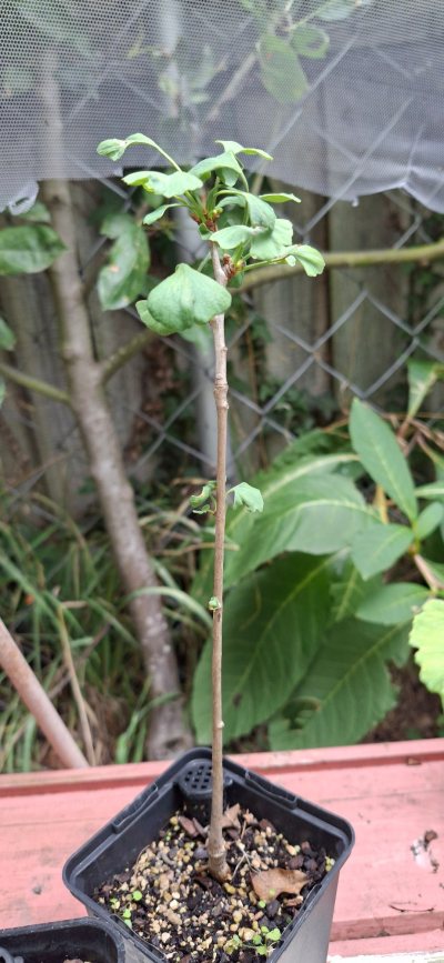 Ginkgo