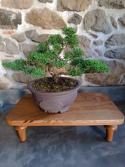 Juniperus chinensis sargentii 043