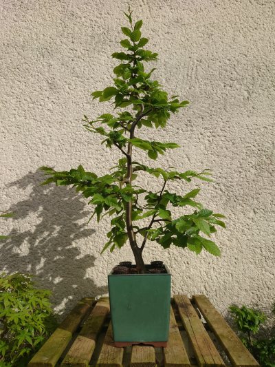 Carpinus Betulus