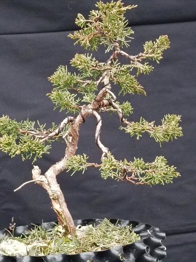 Juniperus moyogi 2