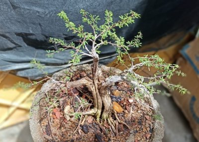 DEPAUPERATA 03
