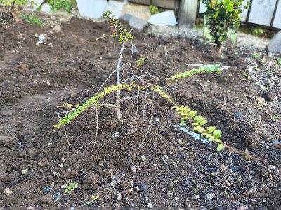 Boxleaf Honeysuckle 010