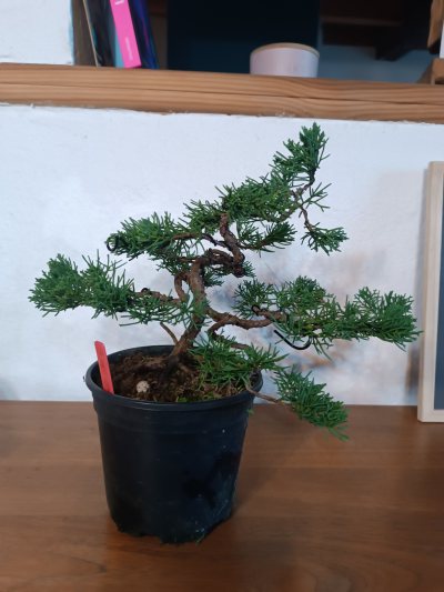 Juniperus chinensis sargentii 039