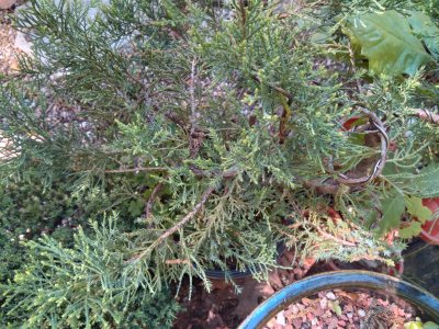 Juniper chinensis, Nicks Compactus