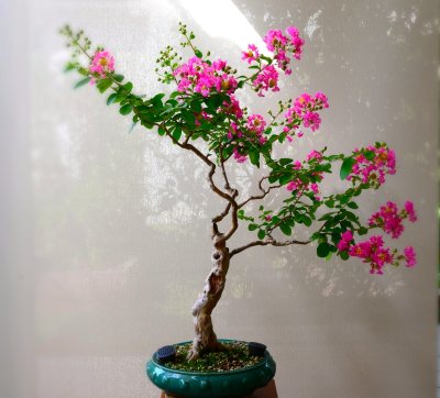 Lagerstroemia M