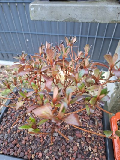 Rhododendron indicum Sweet Azalée satsuki N°19