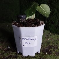 Μεταφύτευση - 21/5/26 - Photo 1/1