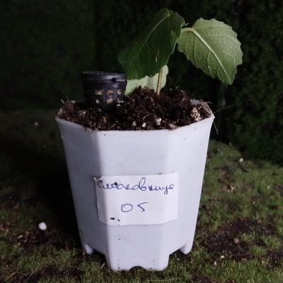 Смоковница обыкновенная 🌳 СОб05 ~○⌑