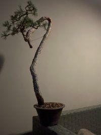 Trasplante - 10/4/25 - Photo 1/2