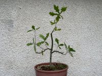 ছাঁটাই এবং তার লাগানো - ২৬/৫/২৪ - Photo 1/1