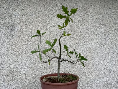 Chêne pédonculé