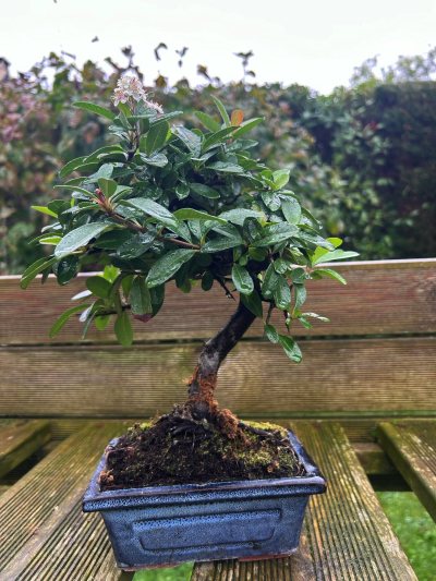 Pyracantha