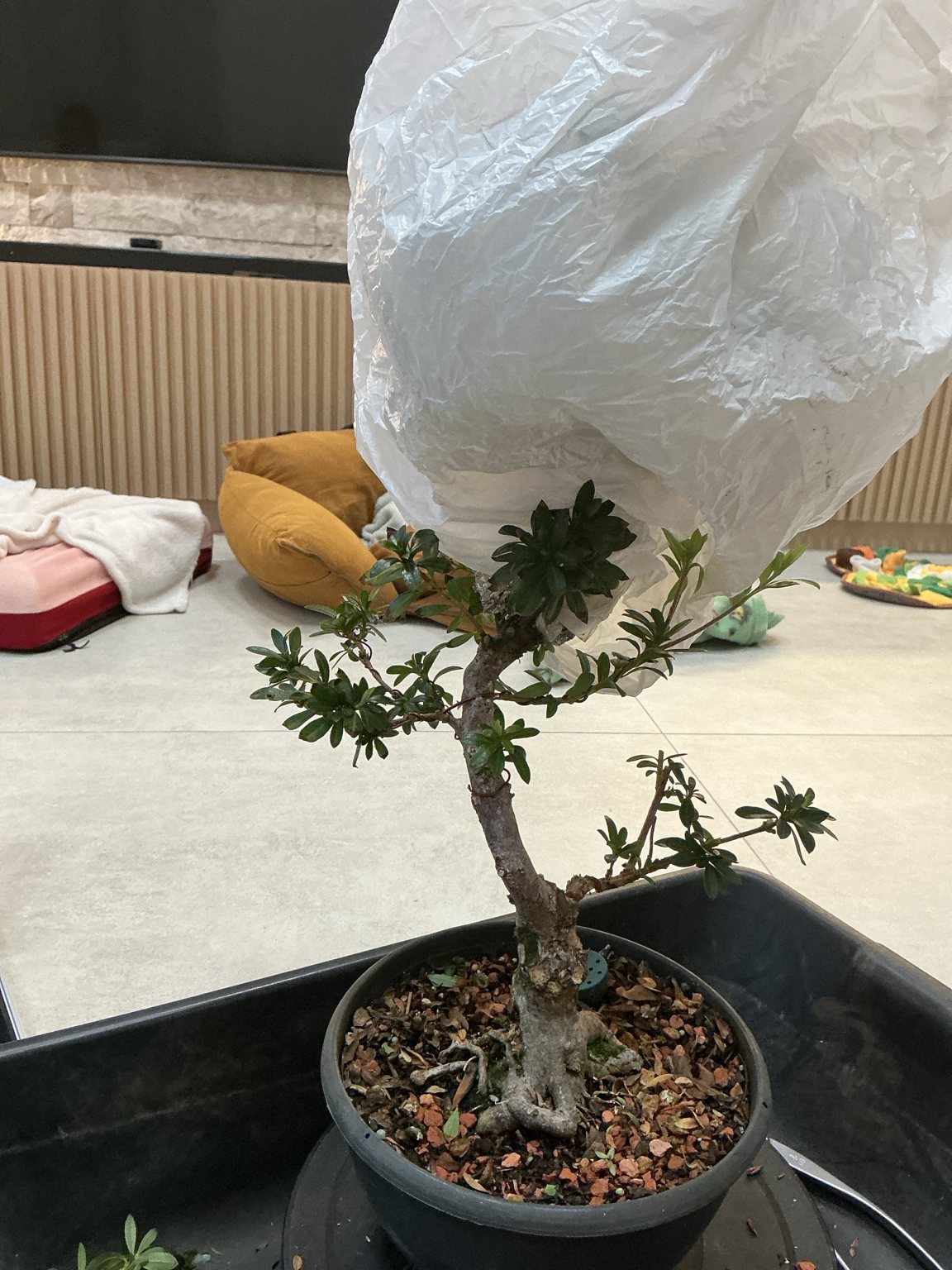 Photo 19