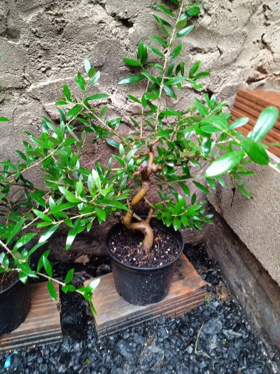 Olivo