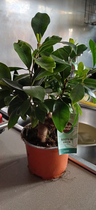 Ficus_02