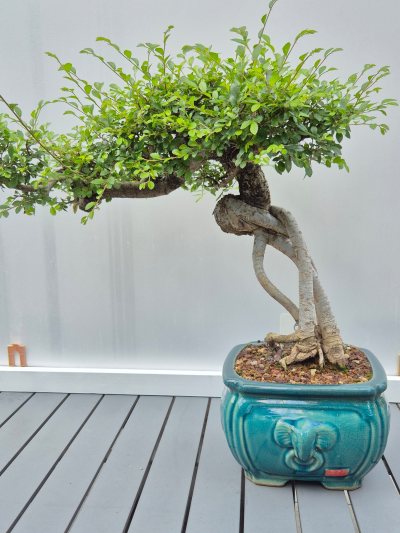 5. Ulmus chinese iep