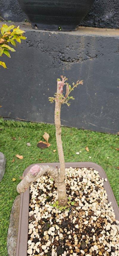 Jacaranda