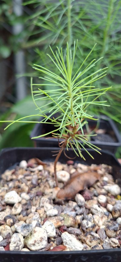 Mexican Weeping Pine
