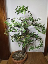 Pruning and Wiring - 5/24/25 - Photo 1/4