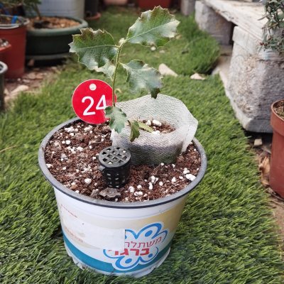 Дуб таворский 🌳 ДТа24