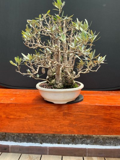 Olivo