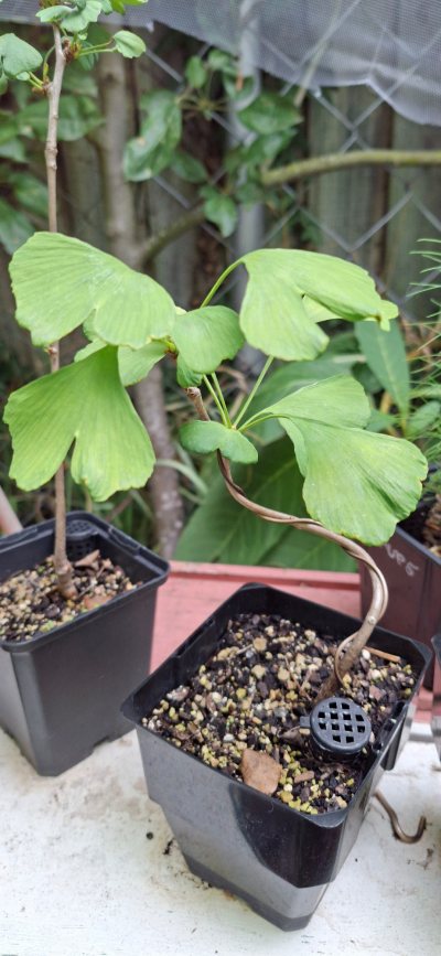 Ginkgo