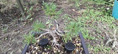 Mugo Pine