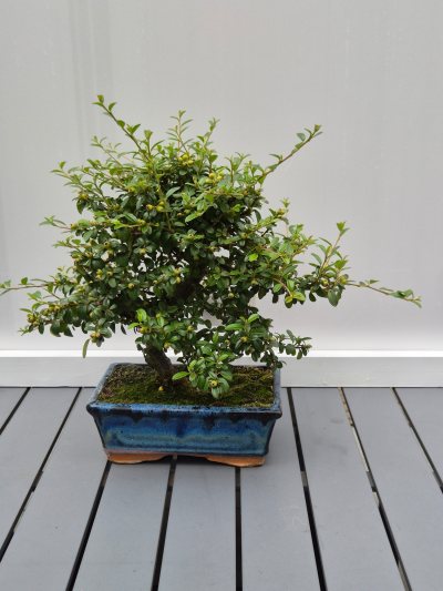 3. Cotoneaster microphylius