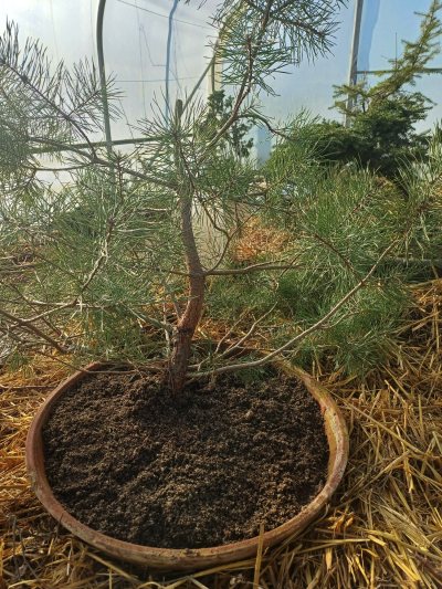 Pin sylvestre Lamotte 1