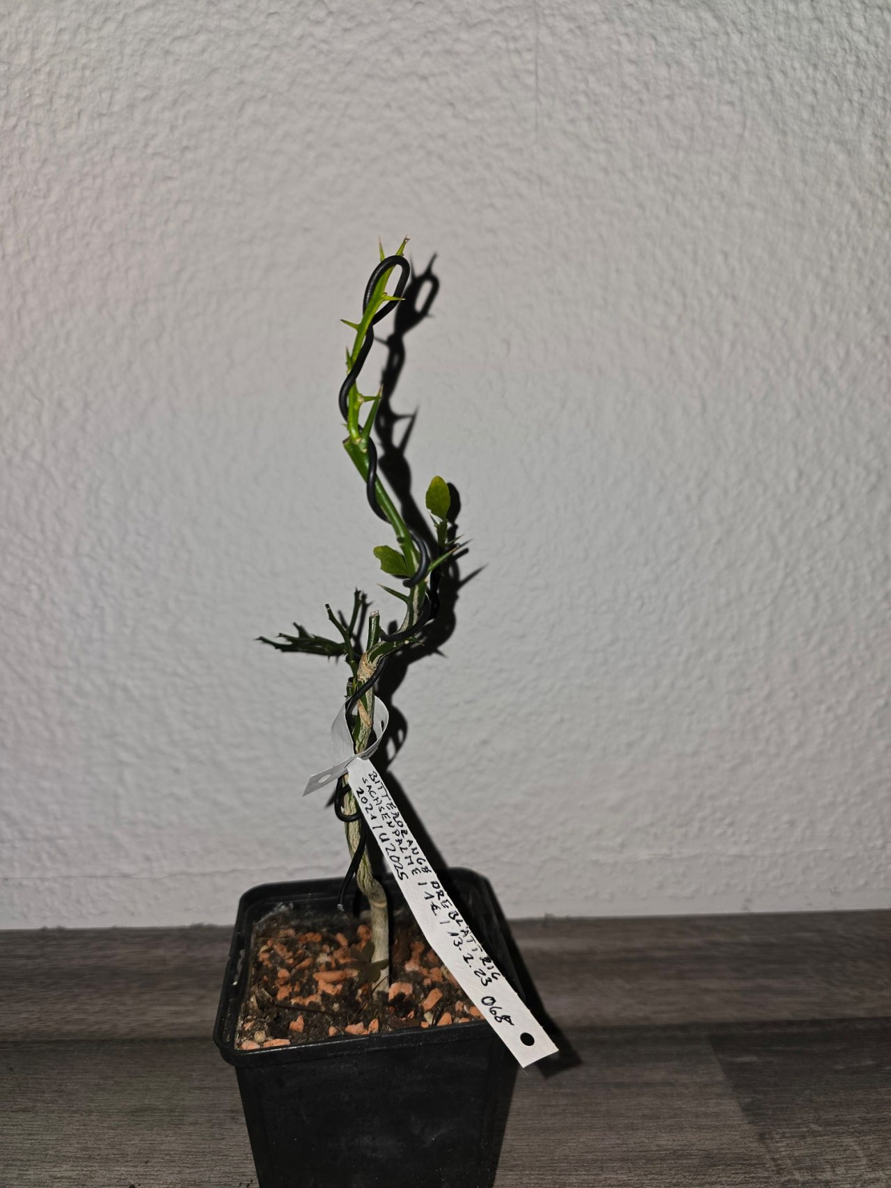 Photo 8