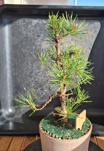 Pin sylvestre