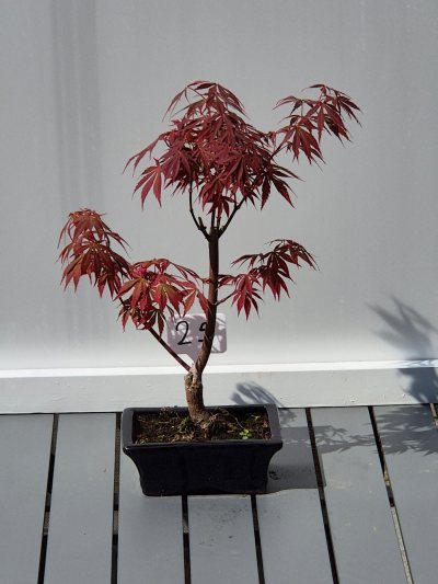 24. Acer deshojo (rood)
