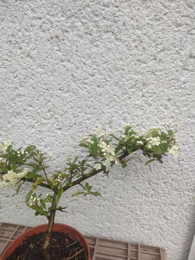 Pyracantha