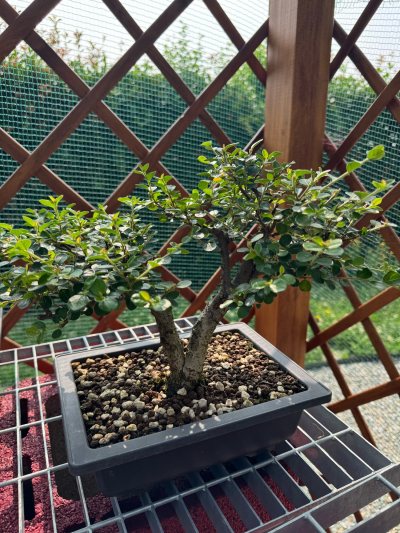 Cotoneaster caducifoglia 5