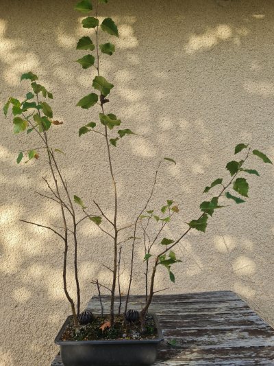 Forêt bouleau