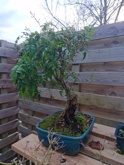 Jasmin