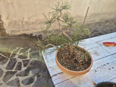 Pino Nero