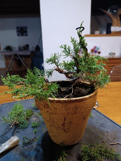 Juniperus chinensis Itoigawa 101