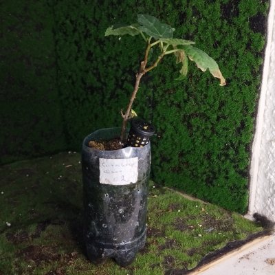 Смоковница обыкновенная 🌳 СОб02 ~○⌑