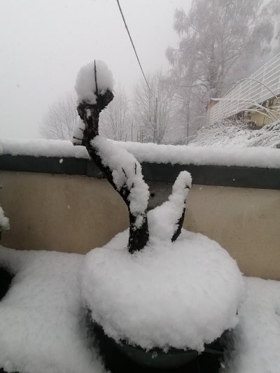 Aubepine2