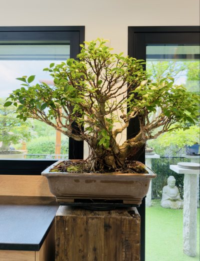Ficus