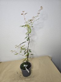 Beschneiden und Drahten - 14.07.25 - Photo 1/8