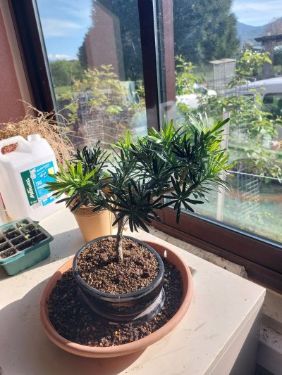 Podocarpus